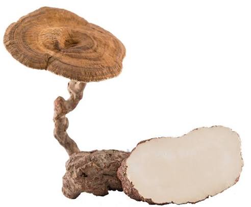 Why Tiger Milk Mushroom is the Secret to Strong Lungs & Immunity